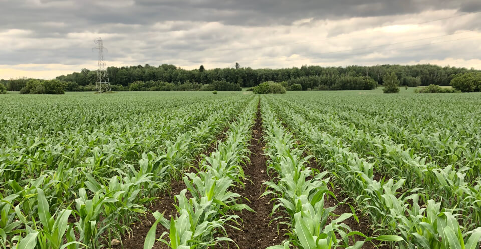 Un champ de jeune plant de maïs en excellente santé