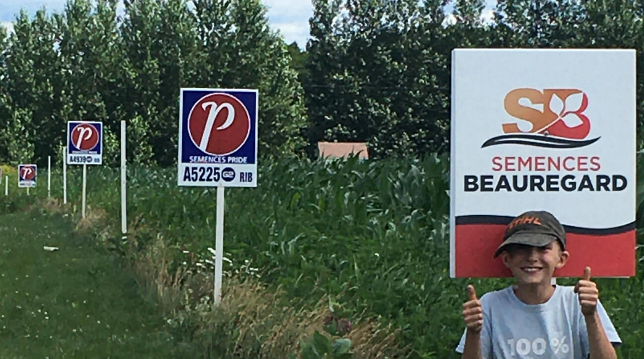 Un champ de jeune plant de maïs en excellente santé